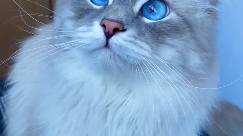 Enchanting Elegance: The Allure of Blue-Eyed Cats