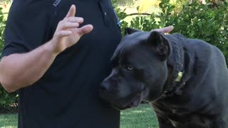 Where Does the Name Cane Corso Come From?