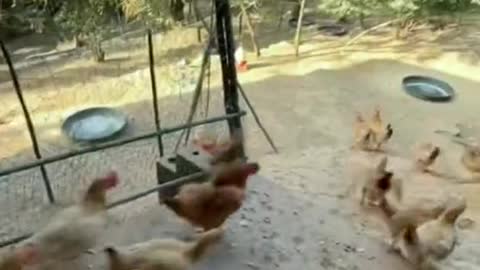 episode 2 wake up at the morning #foryou #animals #funny #lol #pet #fyp #chicken