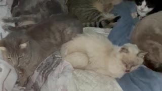 Bed loving cats