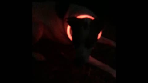 Clever Go-Anywhere Pet Or Human Fun/ Emergency Night Light