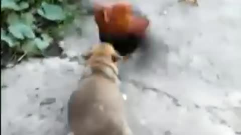 Chicken VS Dog Fight Funny Dog Fight Videos