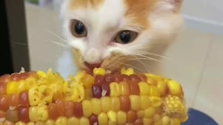 mmm I love corn!