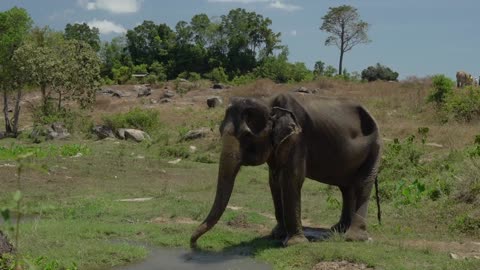 african elephants walking on a dusty ground