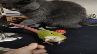 Watch the bird perform the exercise in order to get food