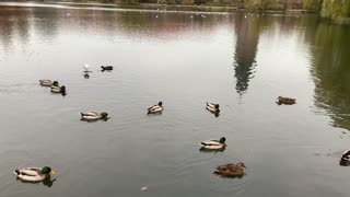 Ducks Swimming Peacefully In Denmark