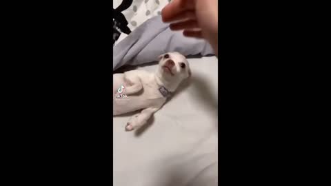 Funny Chihuahua Tiktok Compilation Videos