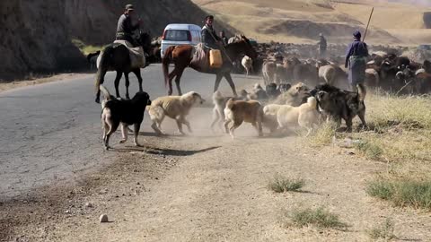 A dogfight between Tajik shepherd dogs from two different flocks