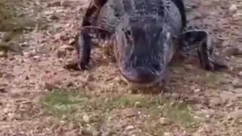 Alligator wants to attack me