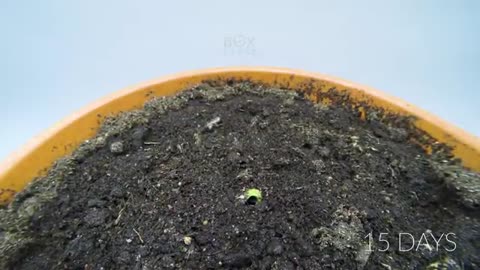 Growing MANGO Tree From Seed - ONE YEAR Time Lapse