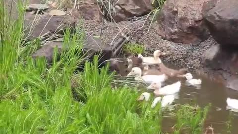 Mother hen confused about her swimming 'chickens'