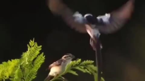 Tremendous dance of the bird in the air #shorts #viral #shortsvideo #video