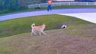 Family doggo protects a badly trained dog from harming his tiny human