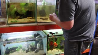 Dwarf Snakehead fish aquarium setup