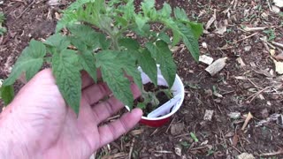 Gardening Update For Mid May - Tomatoes, Sweet Potatoes, Peas and More