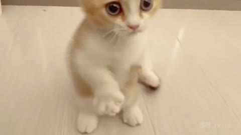 Funny Cute Cats