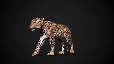 animal leopard video keying walking