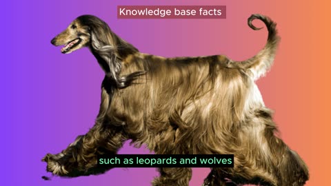 Discovering the Afghan Hound 20 Fascinating Facts