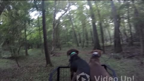 Hog hunting with dogs in florida