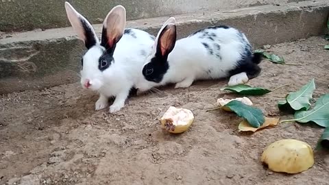 beautiful cute rabbits #rabbit #rabbits #cute #bunny #khargosh