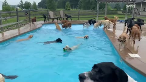 Animal Thirty-nine dogs jump into a pool at Michigan doggy day care, cuteness ensues