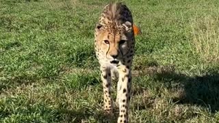 Baby cheetah chilling