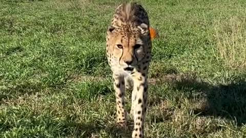 Baby cheetah chilling