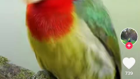 Beautiful bird