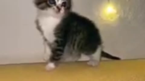 Cute cat funny shorts dance video - viral 2022