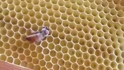 Bees gathering to help cure sick Queen Bee