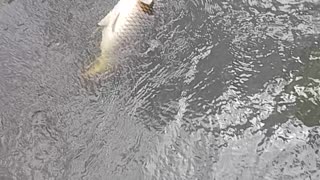 Common carp