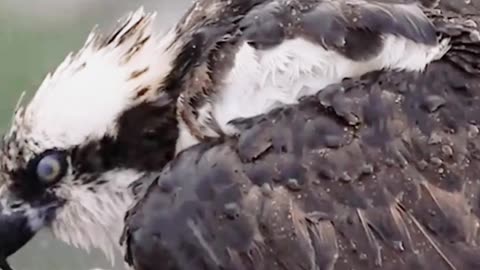 eagle in rain | live nature cams #nature #wildlife #eagle #heavyrain #rain #f4f