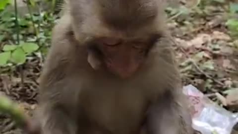 Funny monkey