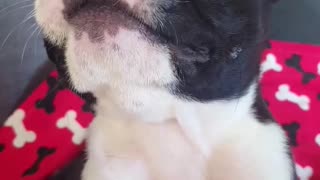 Ferocious Boston Terrier