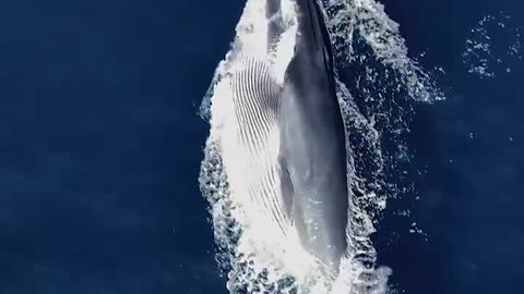 Amazing Aerial View of Whale Feeding