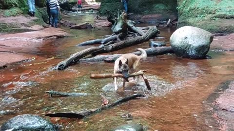 Belgian Malinois at The Devil’s Pulpit - Outlander Film Location 🏴󠁧󠁢󠁳󠁣󠁴󠁿