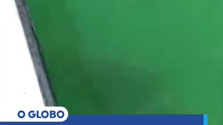 Pescadores flagram tubarão sendo engolido por garoupa, na Flórida