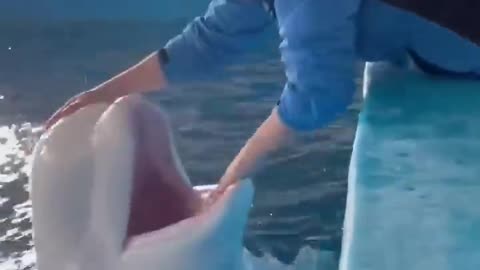 🐋Beluga meal time Feeding Beluga Whale and asking for a kiss