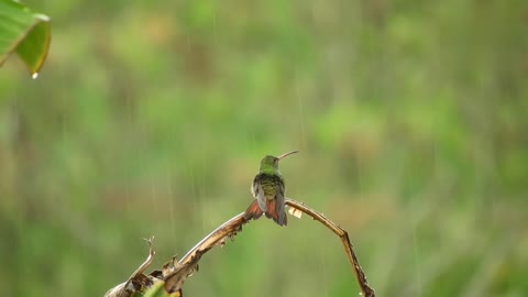 Hummingbird activities