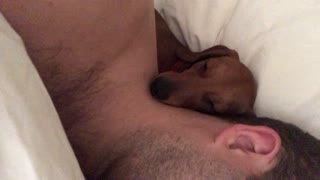 Puppy preciously sleeps on back of owner's neck