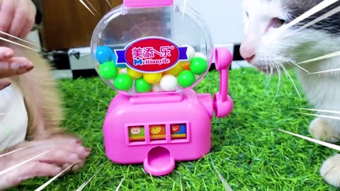 Baby monkey gets a magical fruit candy vending machine