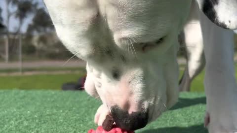 Rescue dogs eat cupcakes for the first time ❤️🐶 Dog and Cat Videos ❤️