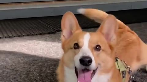 🐕The crawling corgi