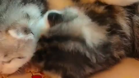 Wow! Trending Funny Cats Videos 😸 Funniest Cats Baby Cute Kitten 2023 😸