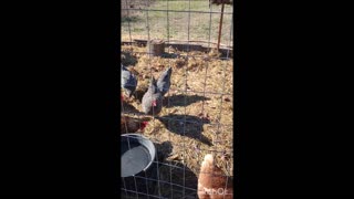 WINTERIZING CHICKEN COOP AND PREPARING FOR STORM JAN 16, 2024