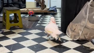 Cockatoo's Change of Heart: From Rants to Fetch with Misha 🦜💕 | The Ultimate Toy Truck Adventure