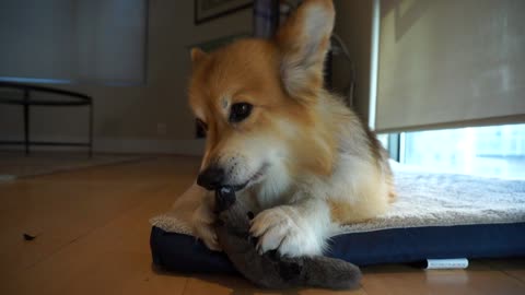 Adorable Corgi enjoys new chew toy