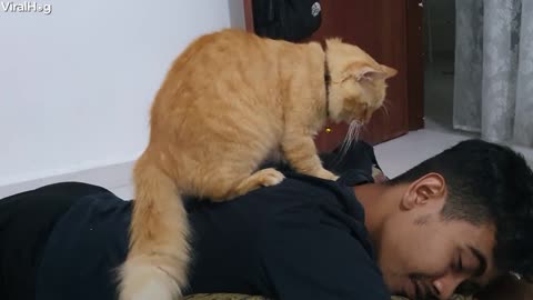Cute Cat Gives Man a Shoulder Massage