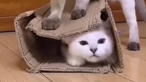 Funny baby cat playing