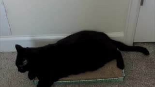 Adopting a Cat from a Shelter Vlog - Cute Precious Piper is a Long Kitty on Her Tuffet #shorts